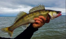 Рыба сула (судак обыкновенный): польза и вред